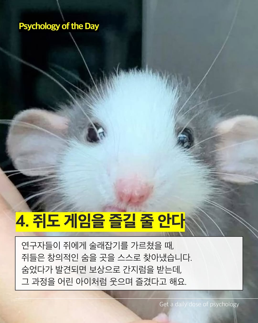 생각보다-호감가는-쥐의-성격-(쥐사진-주의)-4-이미지