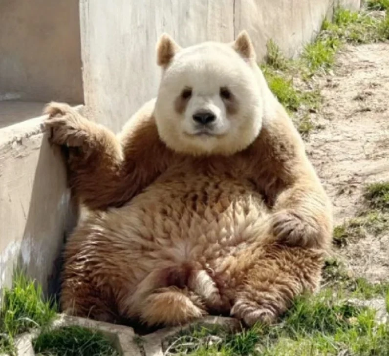 갈색판다-치짜이-&-귀-뜯긴-아바오-인형-0-이미지
