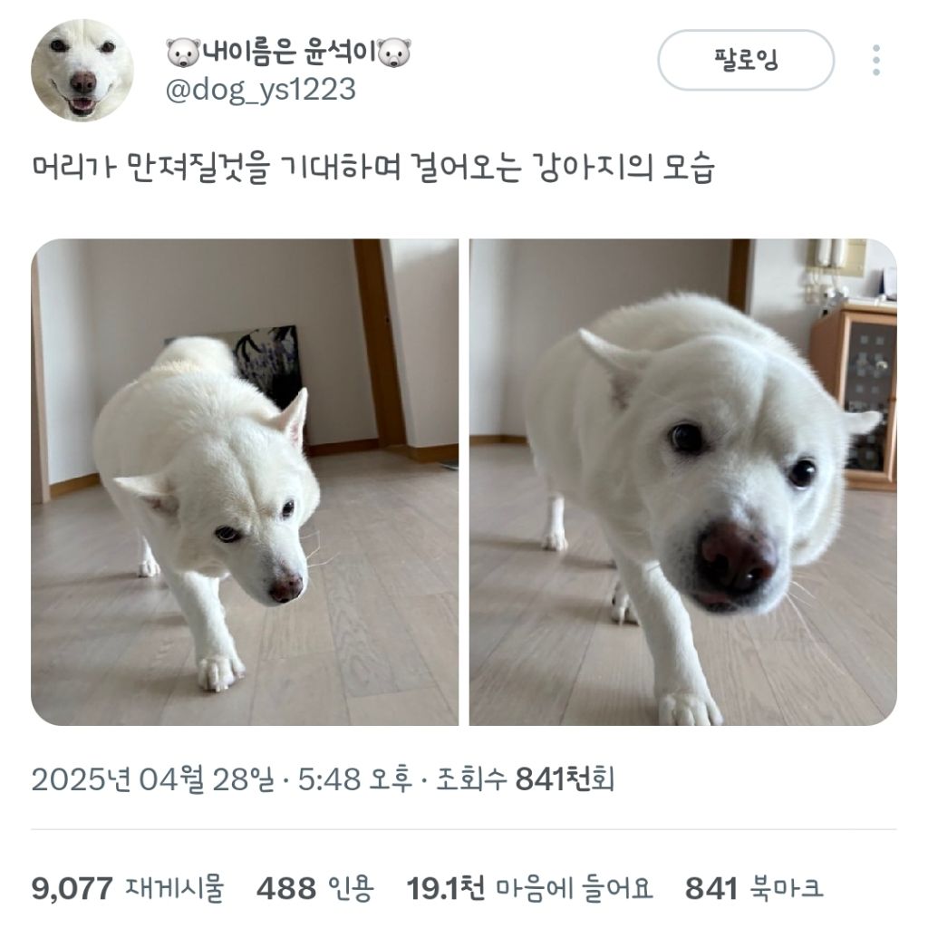 머리가-만져질것을-기대하며-걸어오는-강아지의-모습-0-이미지