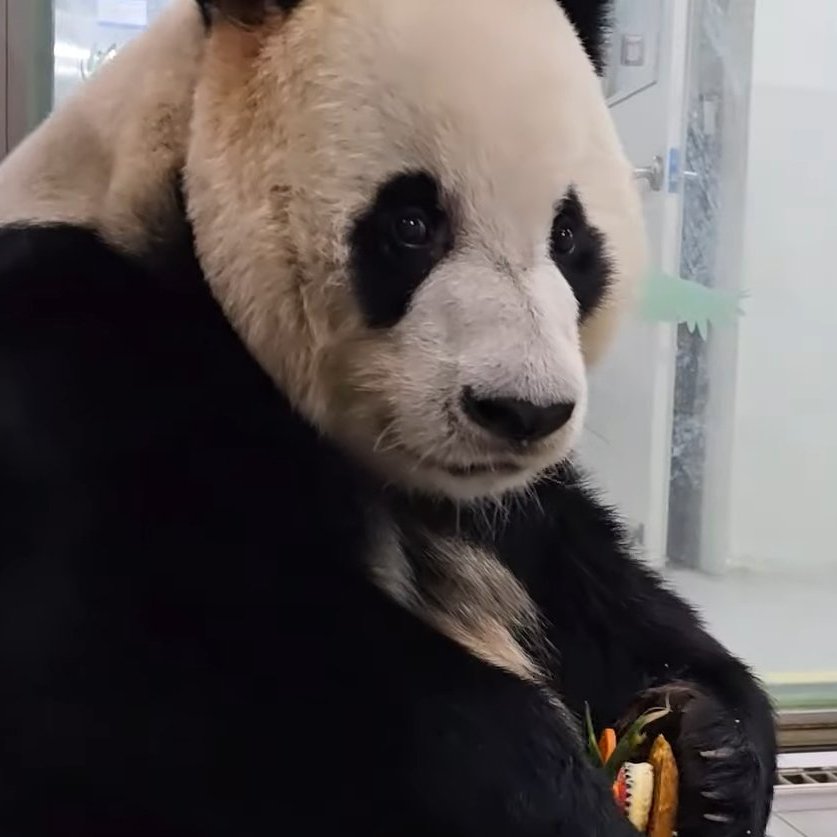 🐼-허발이-없는-남판,-뭔가-딸-많은-아부지-관상-러바오-2-이미지