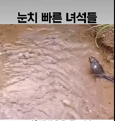 눈치가-빨라야-살수있다-1-이미지