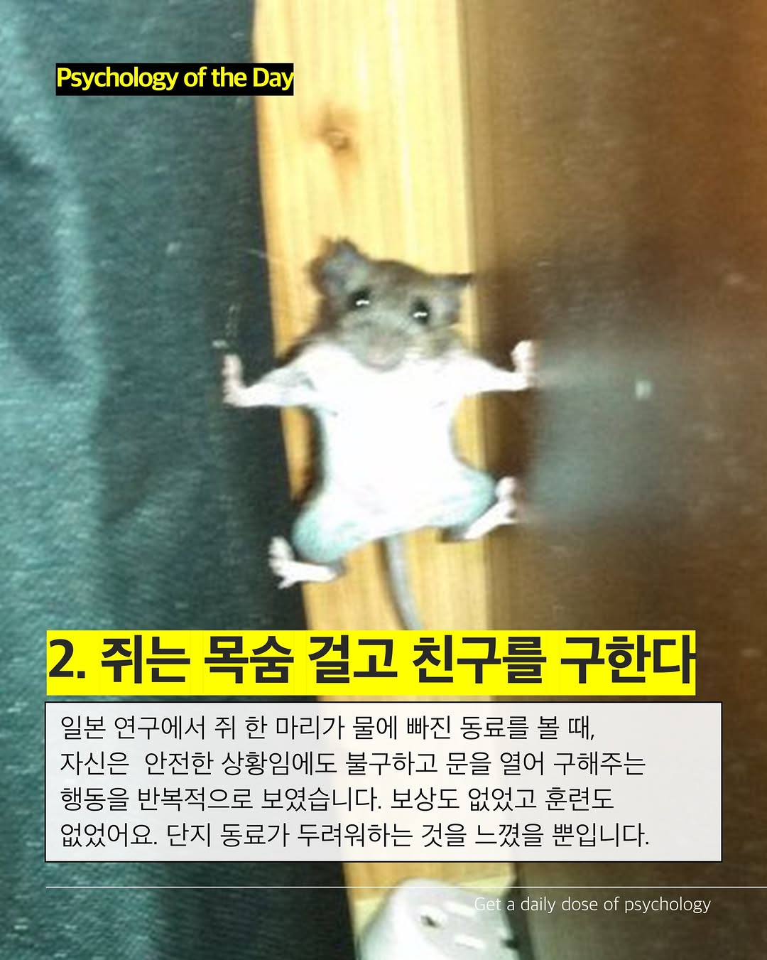 생각보다-호감가는-쥐의-성격-(쥐사진-주의)-2-이미지