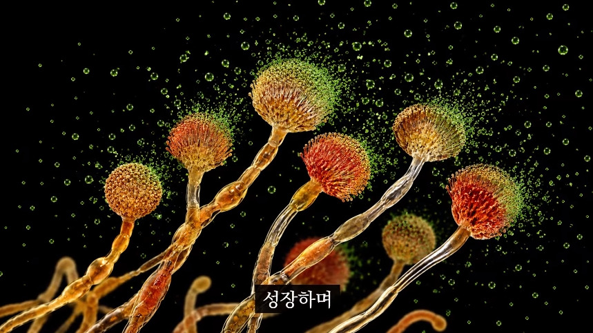 집안-곰팡이가-치매-유발한다는거-알았어?-38-이미지