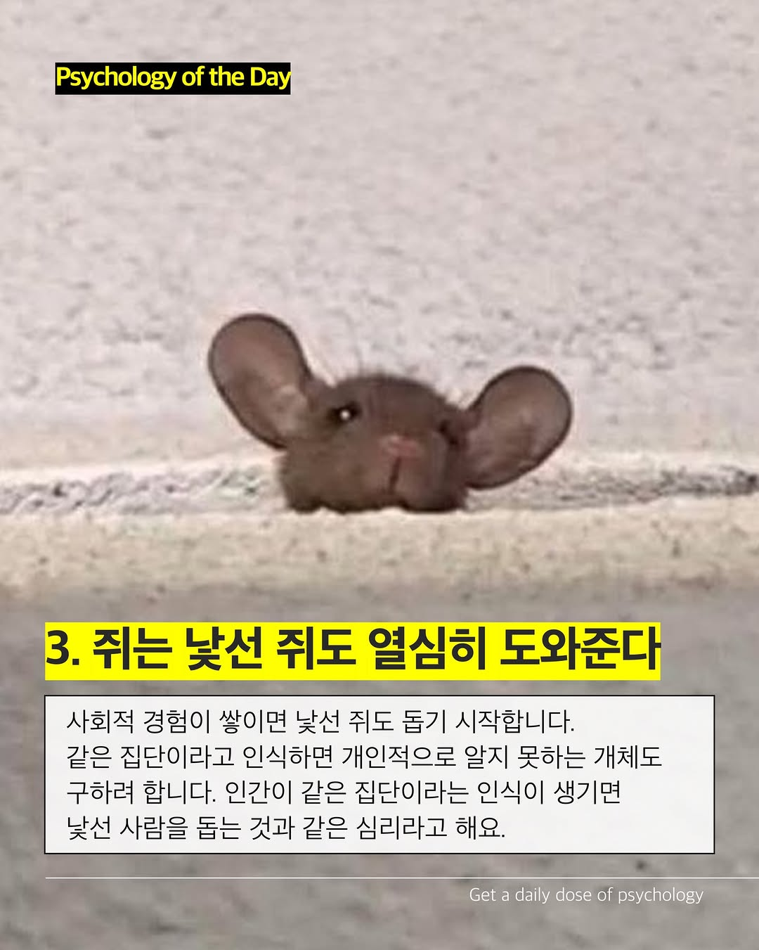 생각보다-호감가는-쥐의-성격-(쥐사진-주의)-3-이미지