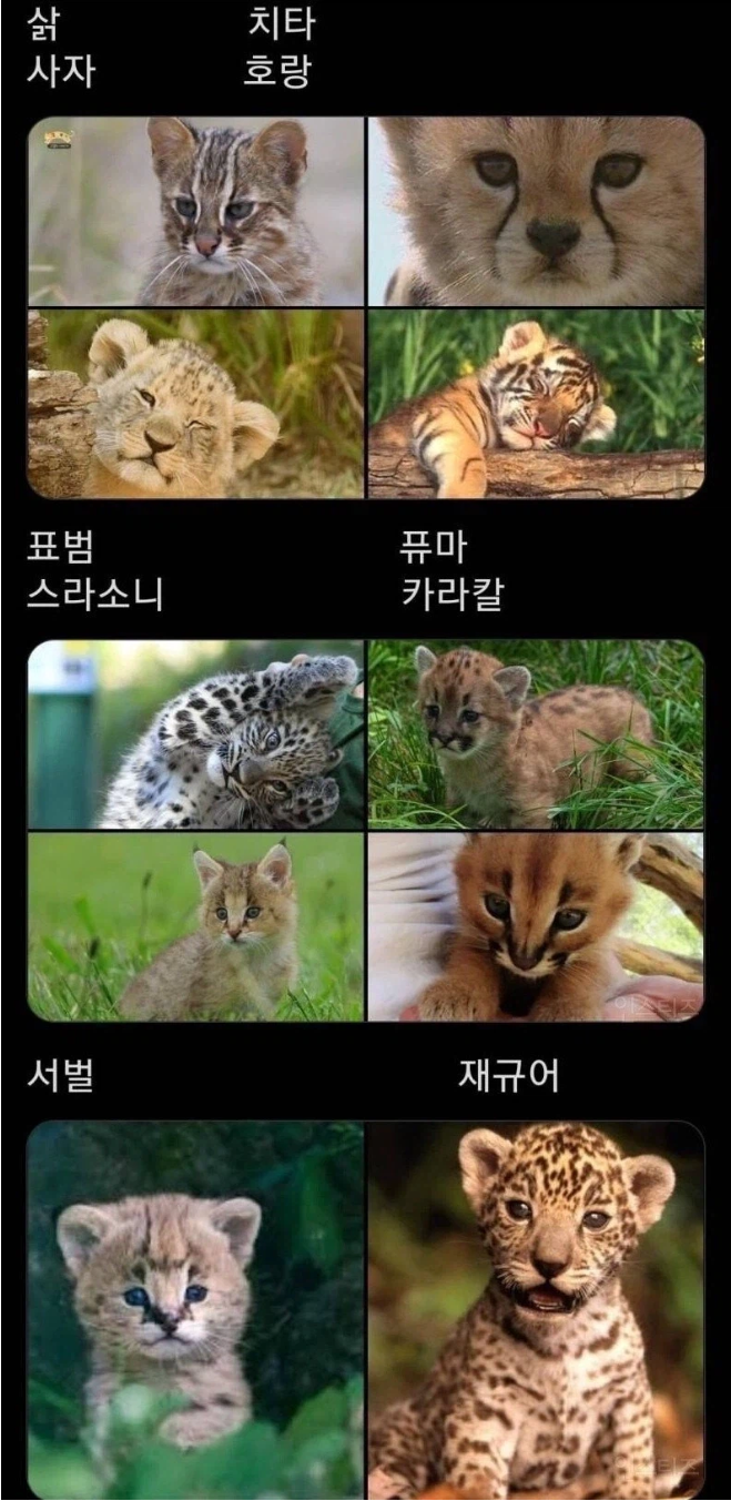고양이과-동물-어린-시절-0-이미지