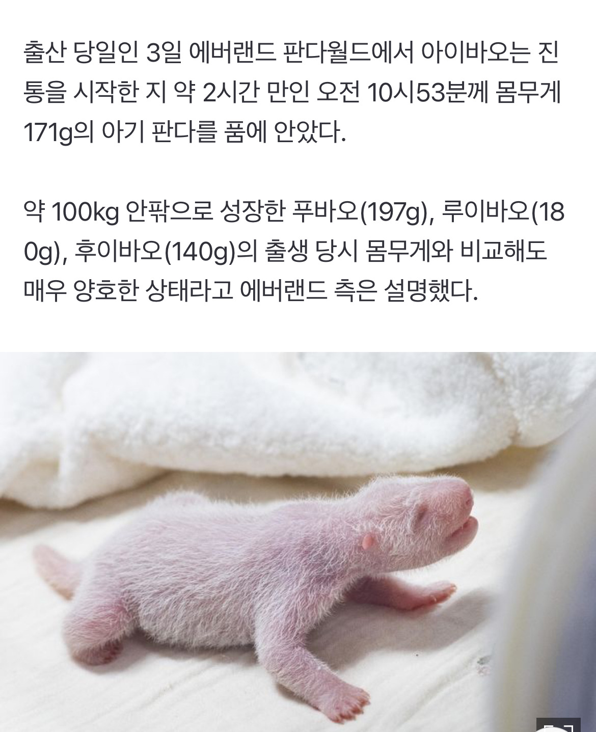 태어날때부터-월등했던-푸바오-0-이미지