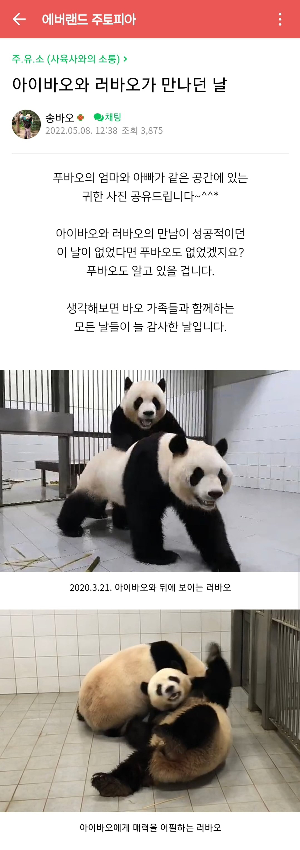 아이바오❤️러바오-합사하던날-(-feat.푸바오-메이킹)-1-이미지