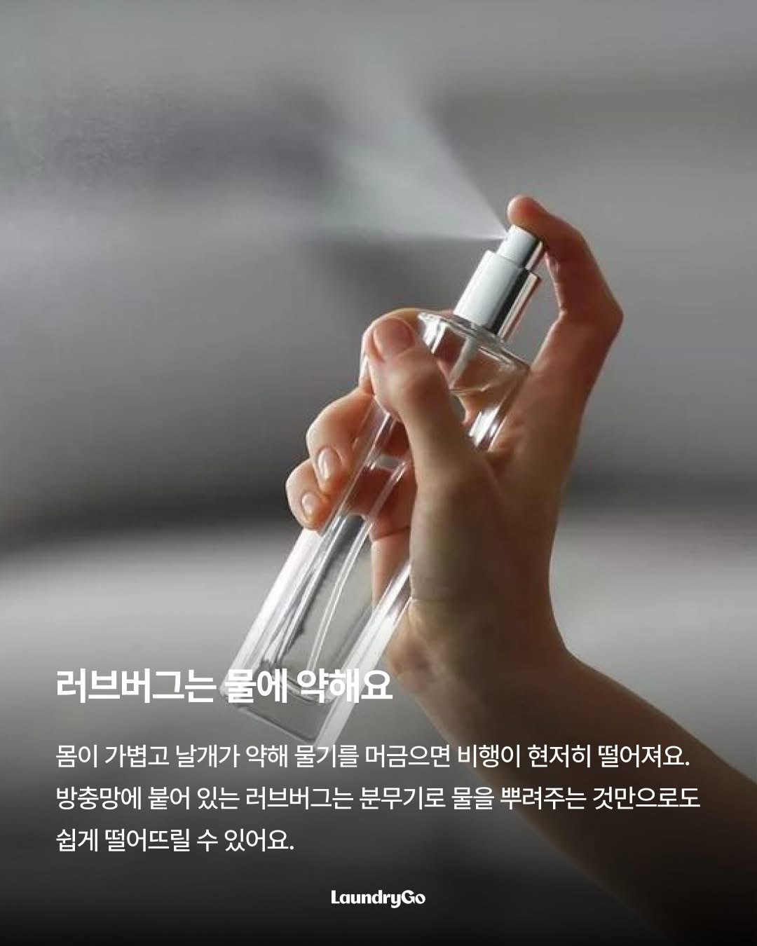 두근두근-러브버그의-취향-4-이미지
