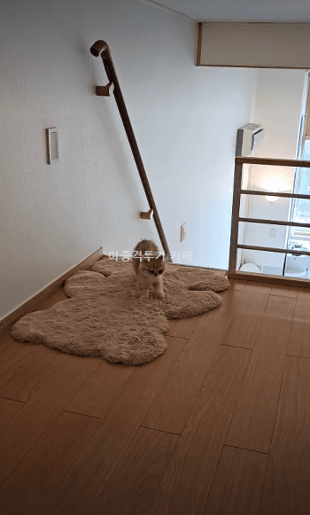 침대-올라가기-전에-발-닦고-오는-고양이-0-이미지