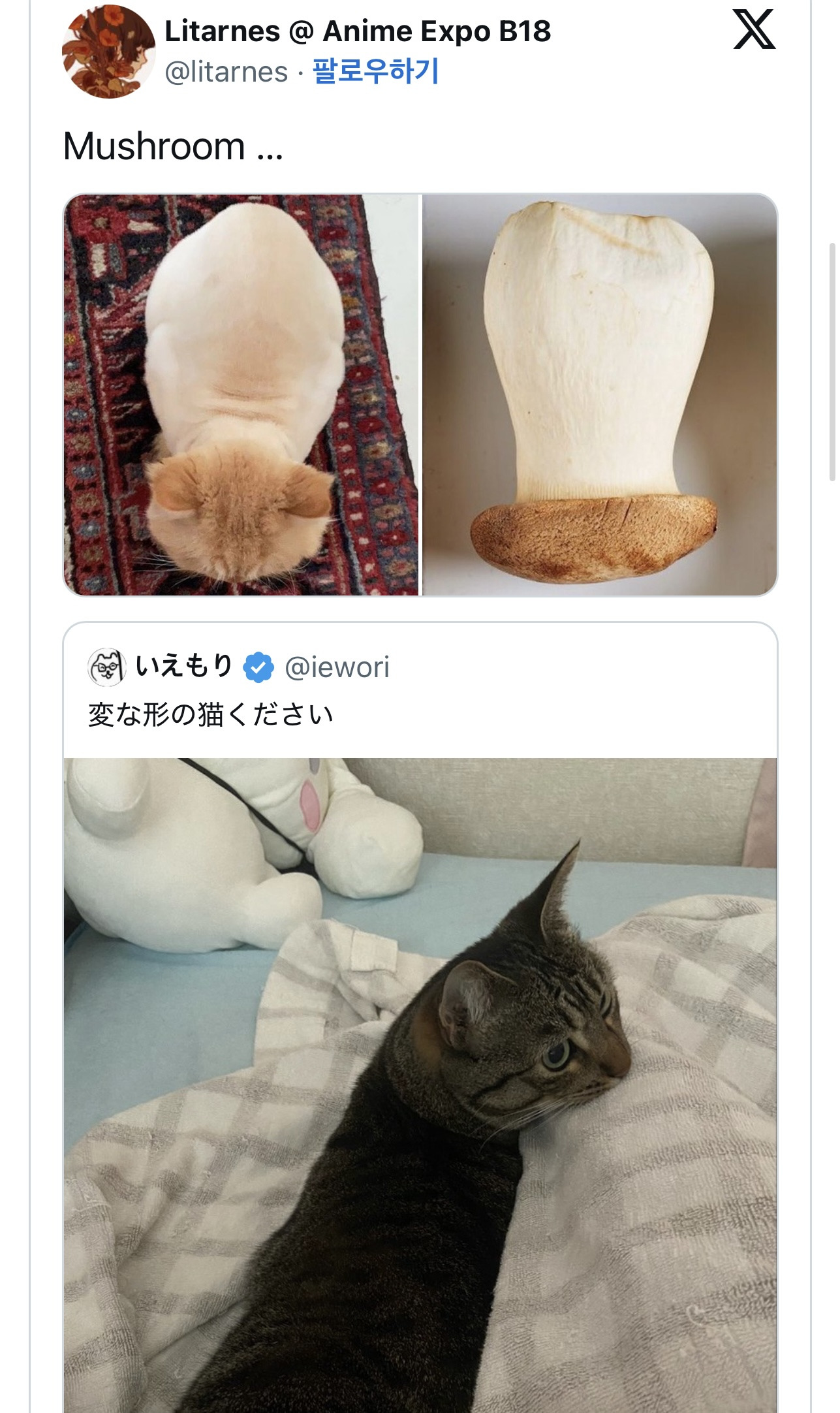 새송이-버섯-고양이🍄‍🟫-2-이미지